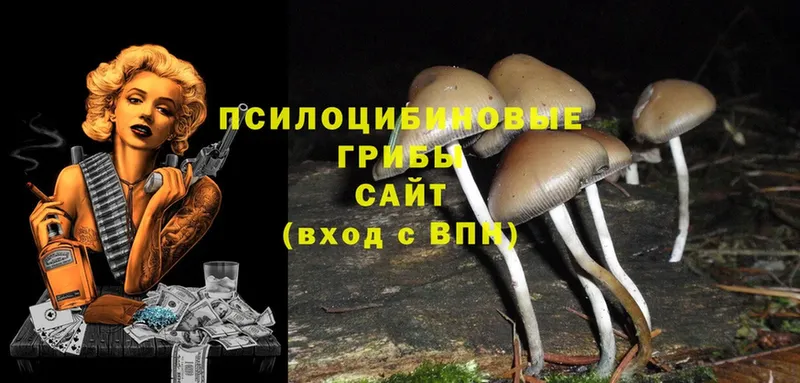 Псилоцибиновые грибы Cubensis  купить наркотик  Новокузнецк 